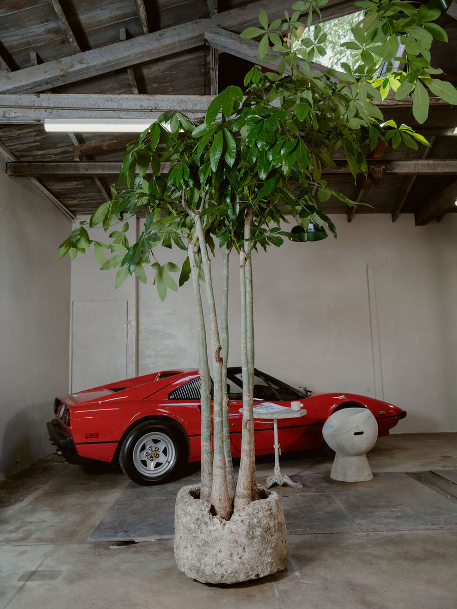 money tree car MONEY TREE 1 – BLVD Nursery